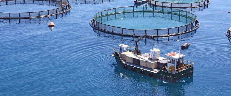 Aquaculture - fish nets